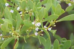 Myoporum resmi