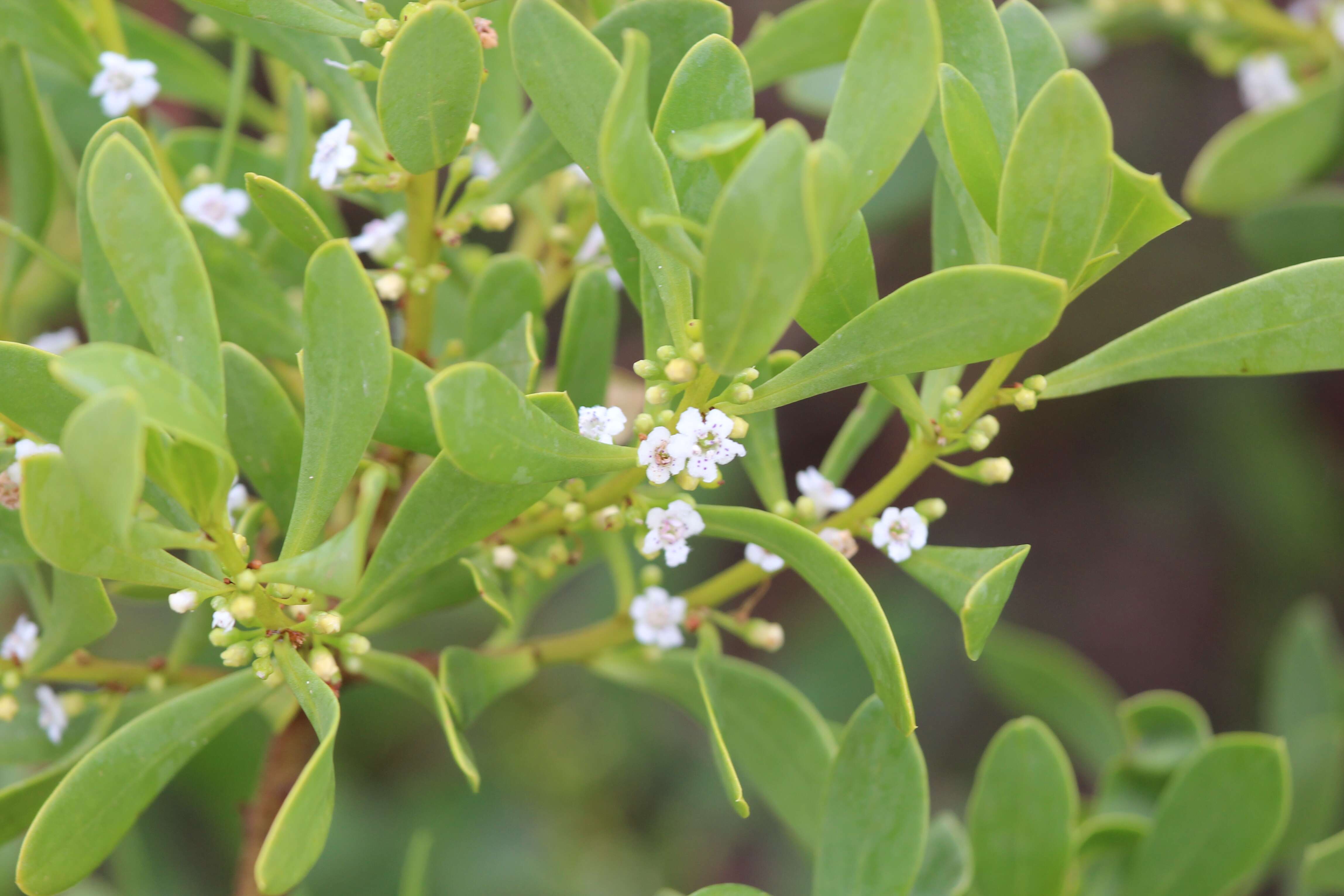 Myoporum insulare R. Br. resmi