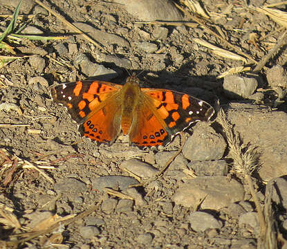 Imagem de Nymphalidae