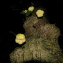 صورة Mortoniodendron cauliflorum Al. Rodr.