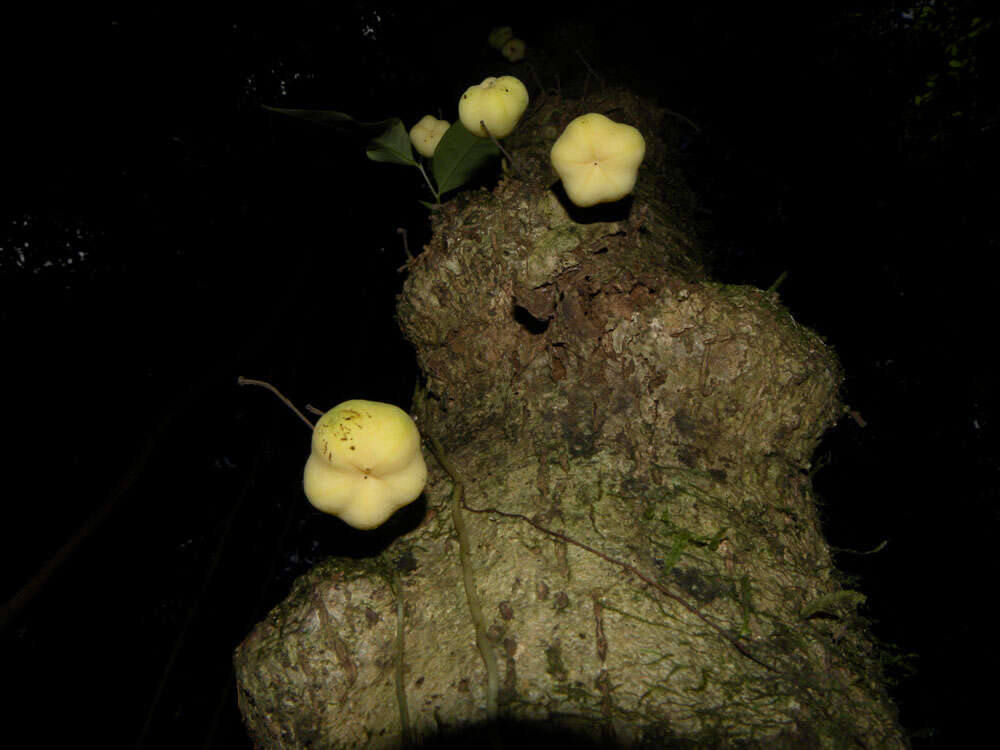 صورة Mortoniodendron cauliflorum Al. Rodr.