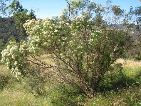 صورة Cassinia aculeata (Labill.) R. Br.