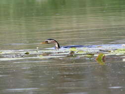 Image of Dwarf cormorants