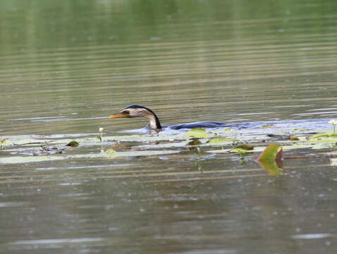 Image of Little Pied Cormorant