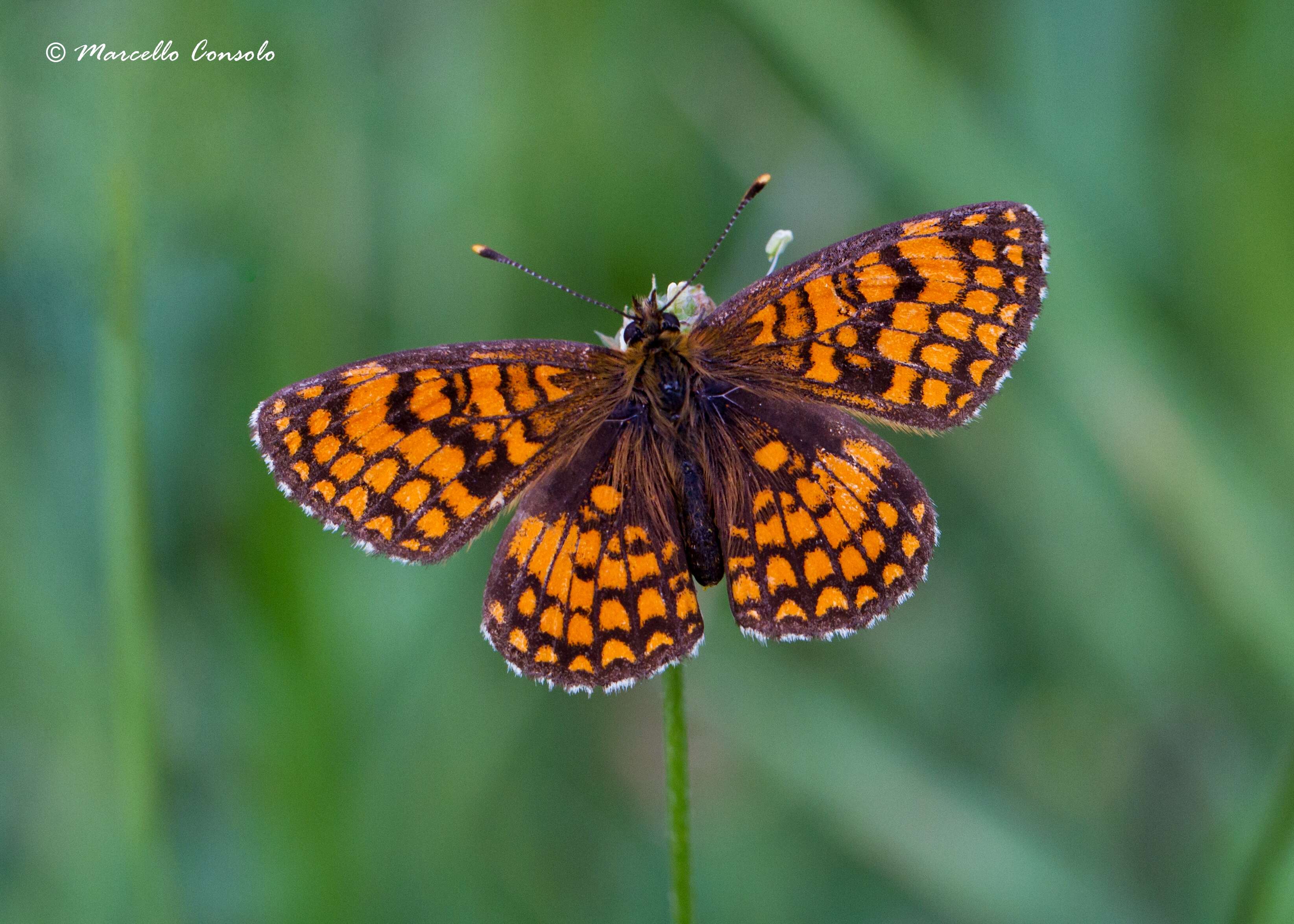 Image de Nymphalidae