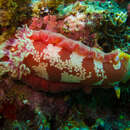 Image of Spanish dancer