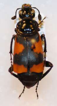 Image of Nicrophorus (Necroxenus) przewalskii (Semenov & A. P. 1894)