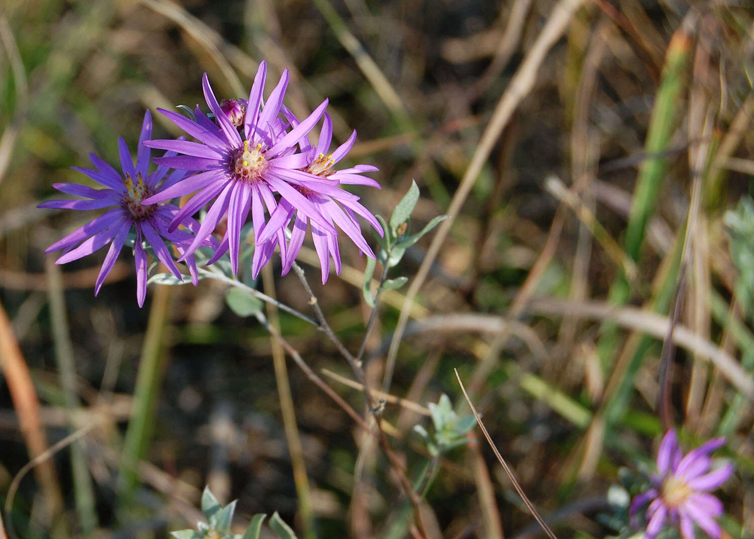 Image of western silver aster