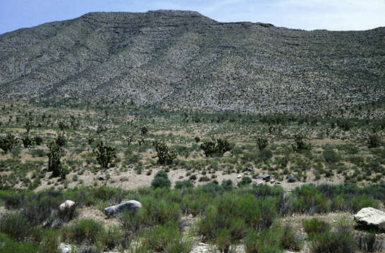 Image of Mohave Rattlesnake