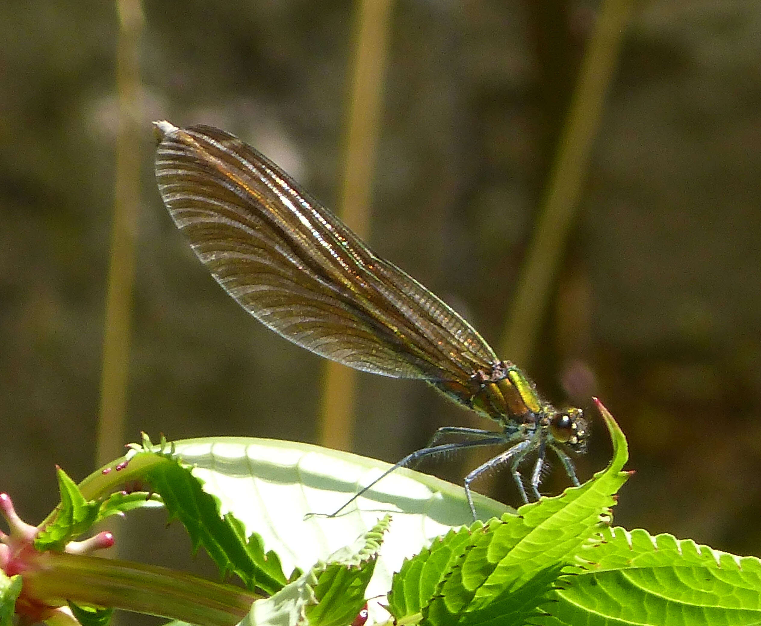 Image of Beautiful Demoiselle