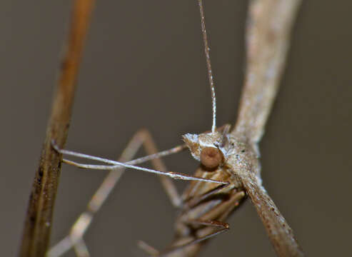 Image de Stenoptilia pterodactyla (Linnaeus 1761)