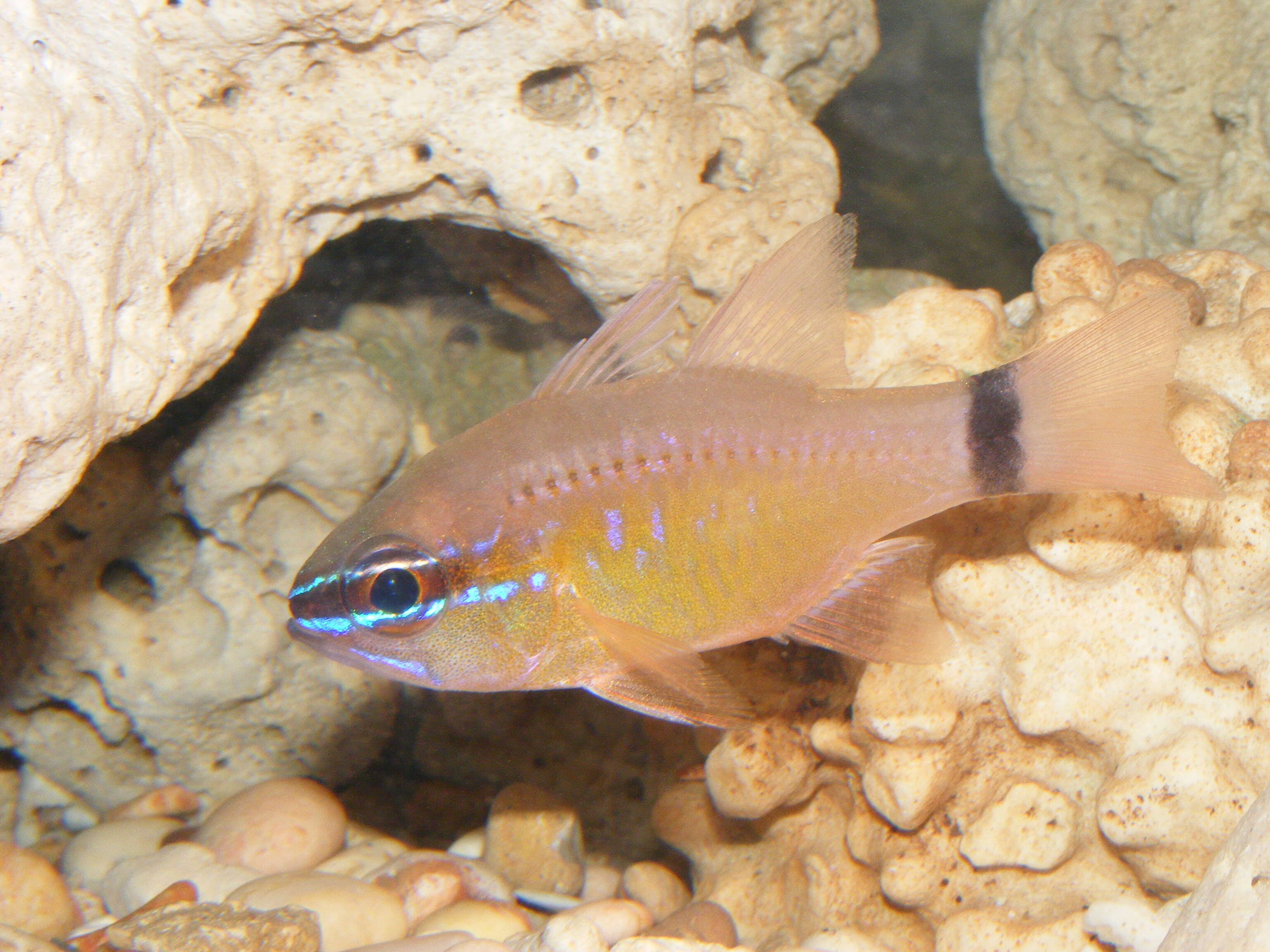 Image of cardinalfishes