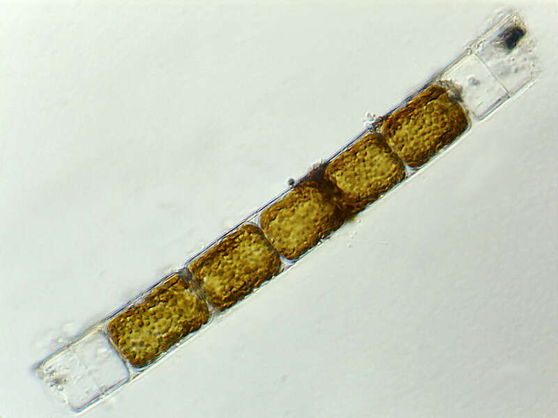 Image of Coscinodiscophyceae