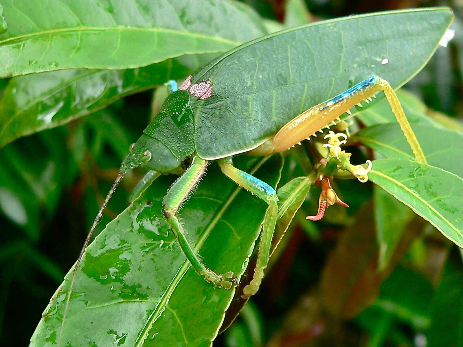 Image de Phyllozelus