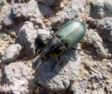 Image of Poecilus (Poecilus) cupreus (Linnaeus 1758)