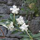 Image de Brunfelsia undulata Sw.