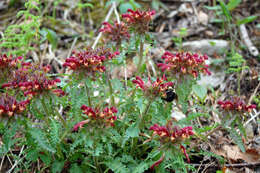 Image of Canada lousewort