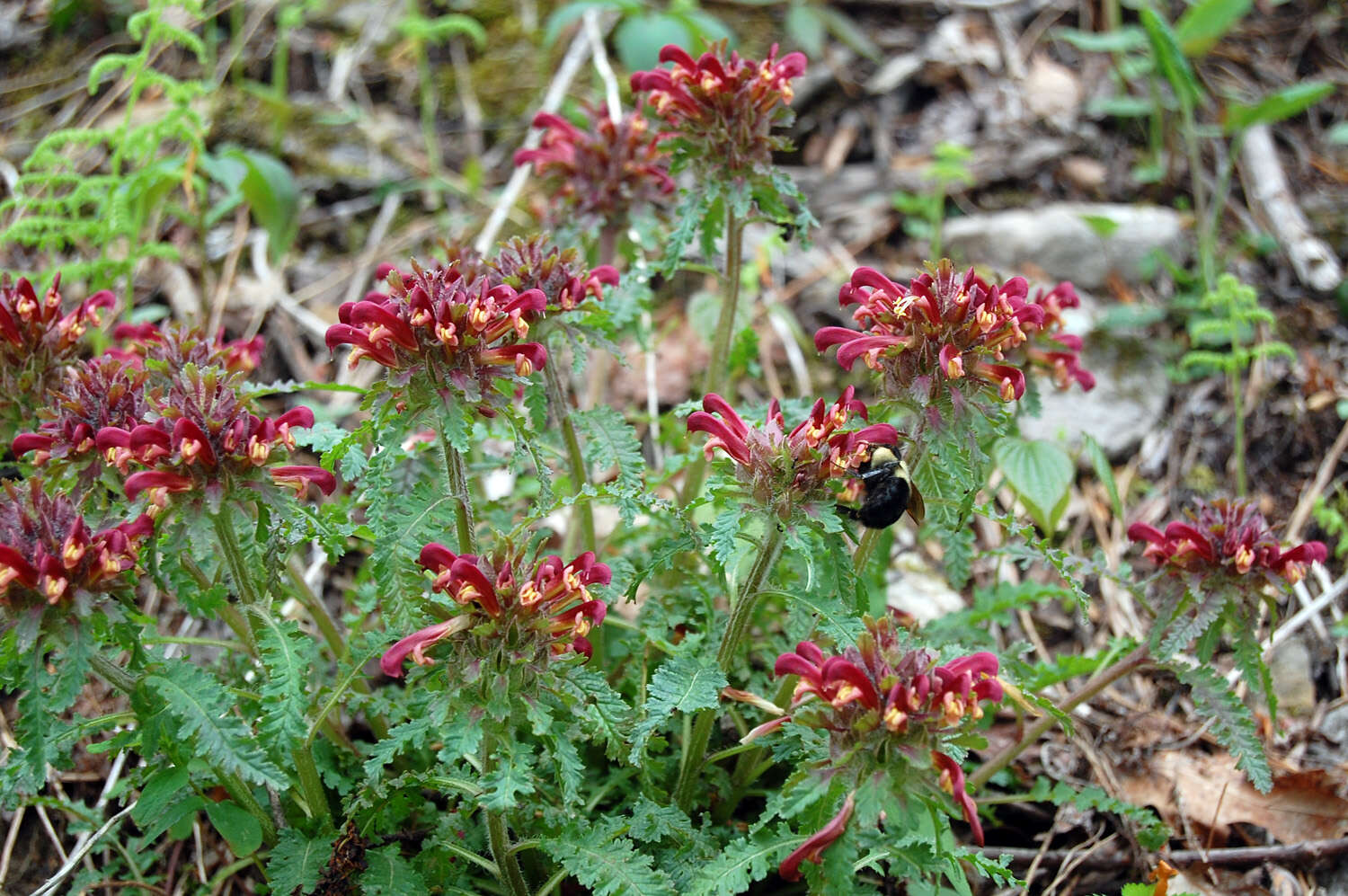 Pedicularis canadensis L. resmi