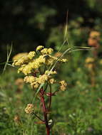 Image of Hylotelephium maximum (L.) J. Holub