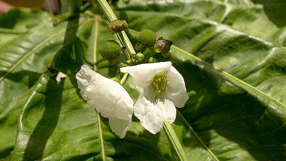 Image of Echinodorus floribundus (Seub.) Seub.