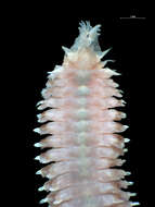 Image of Trochochaetidae