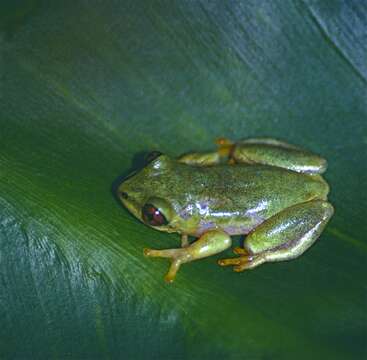 Image of Boettger's Reed Frog