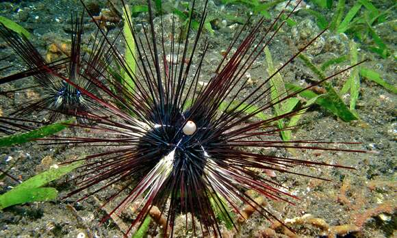 Image of Acroechinoidea Smith 1981