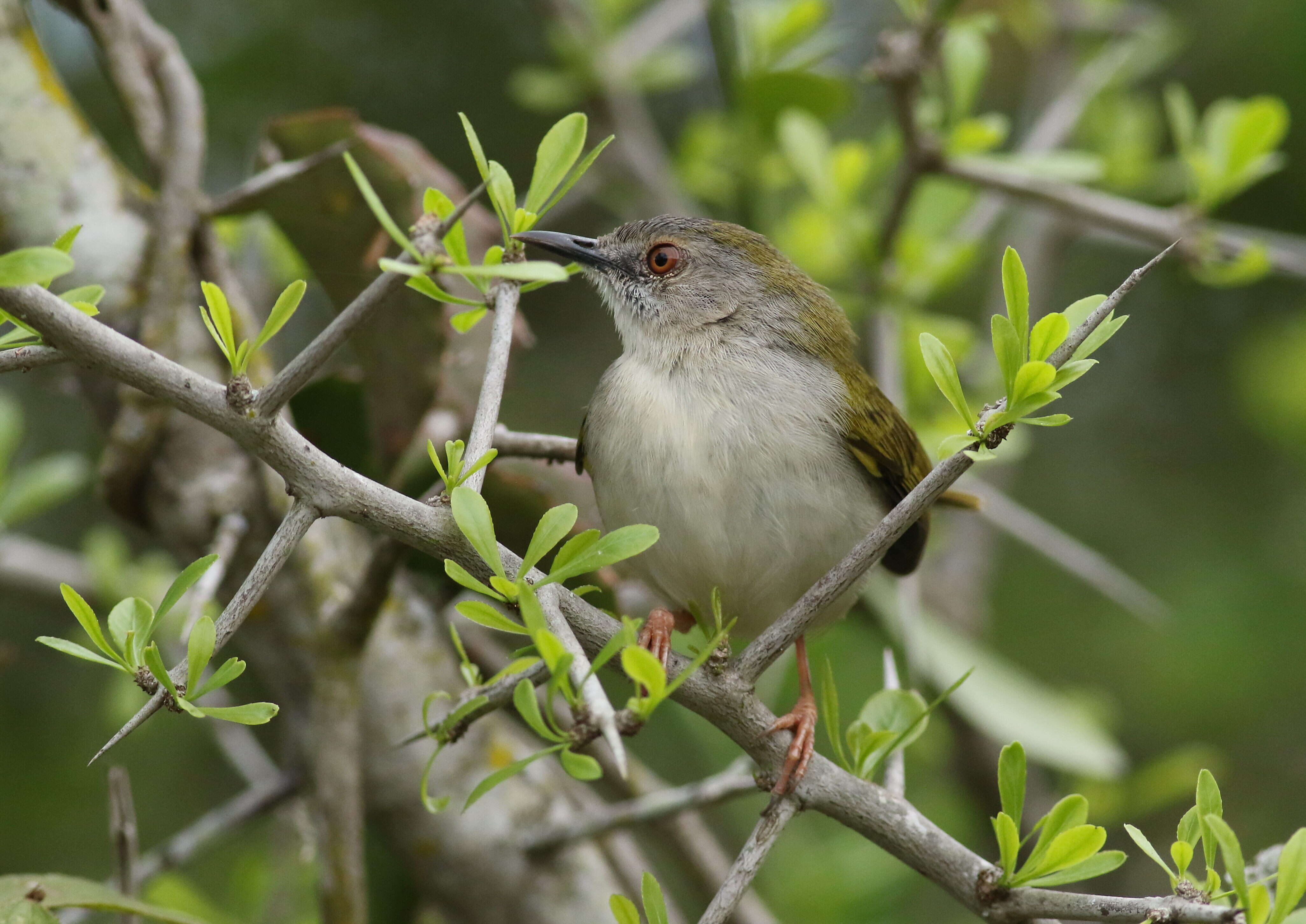 Image of Camaroptera Sundevall 1850