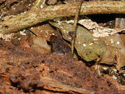 Image of Costa Rican Tropical Night Lizard