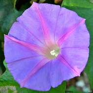 Image of Blue morning glory