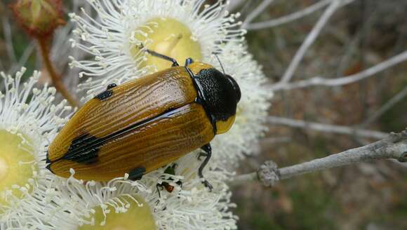 Слика од Temognatha variabilis (Donovan 1805)