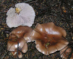 Image of Cortinarius lilacinocolossus M. M. Moser 2000