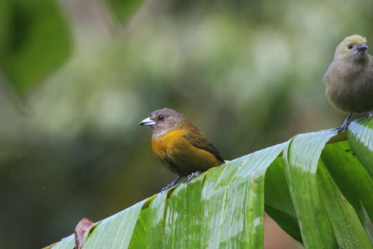 Image of Passerini's Tanager