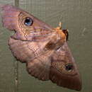 Image of Peacock Moth
