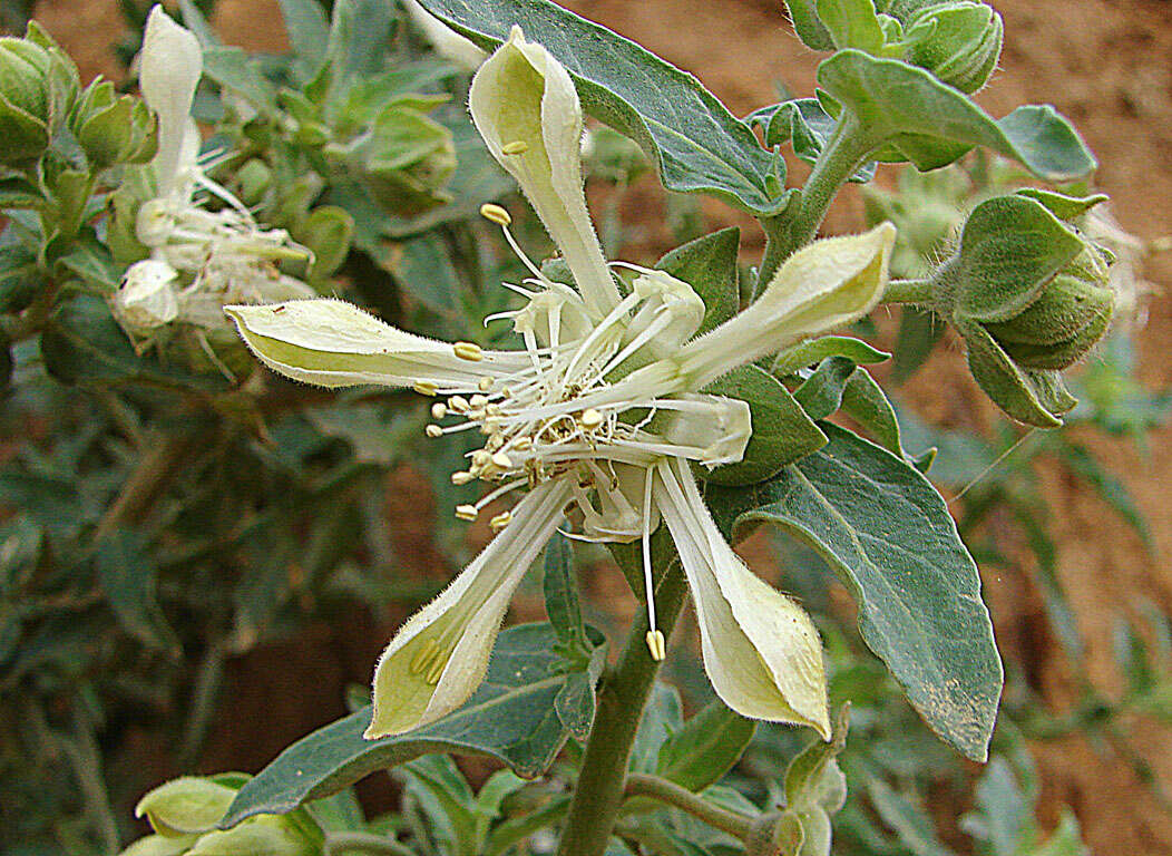 Image of Loasaceae