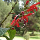 Image of Salvia rufula Kunth