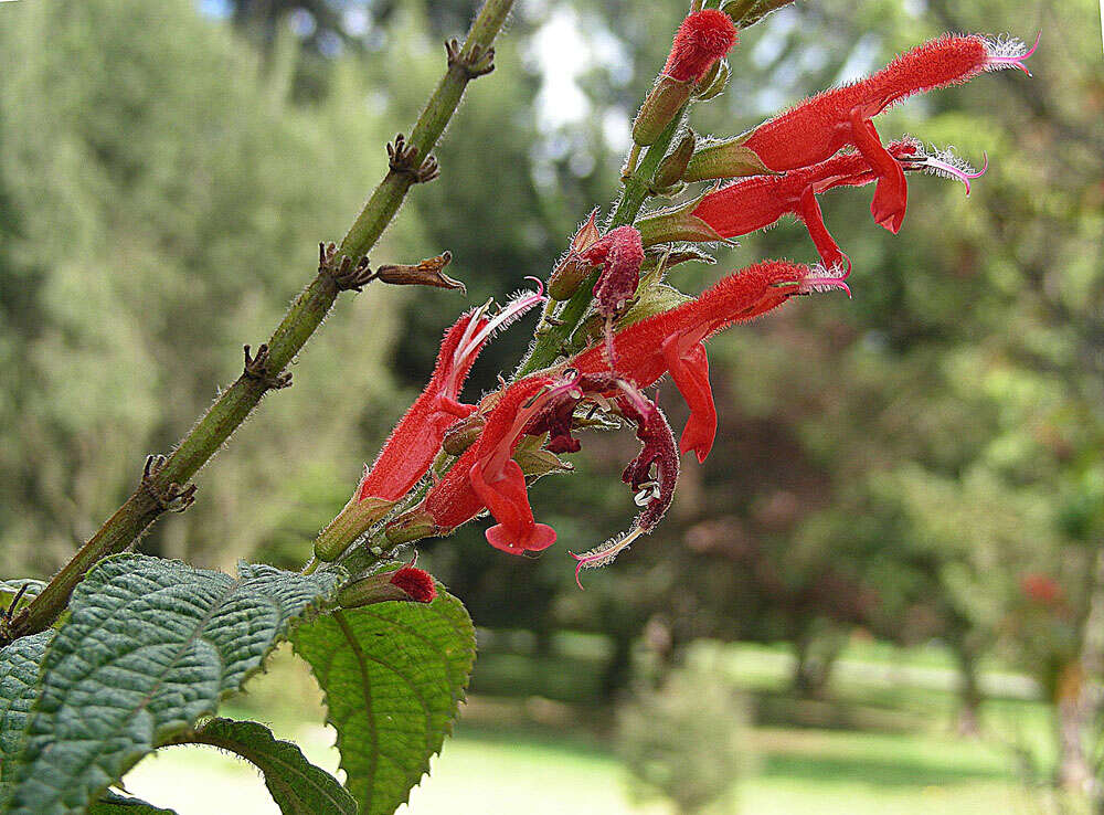 Image of Salvia rufula Kunth