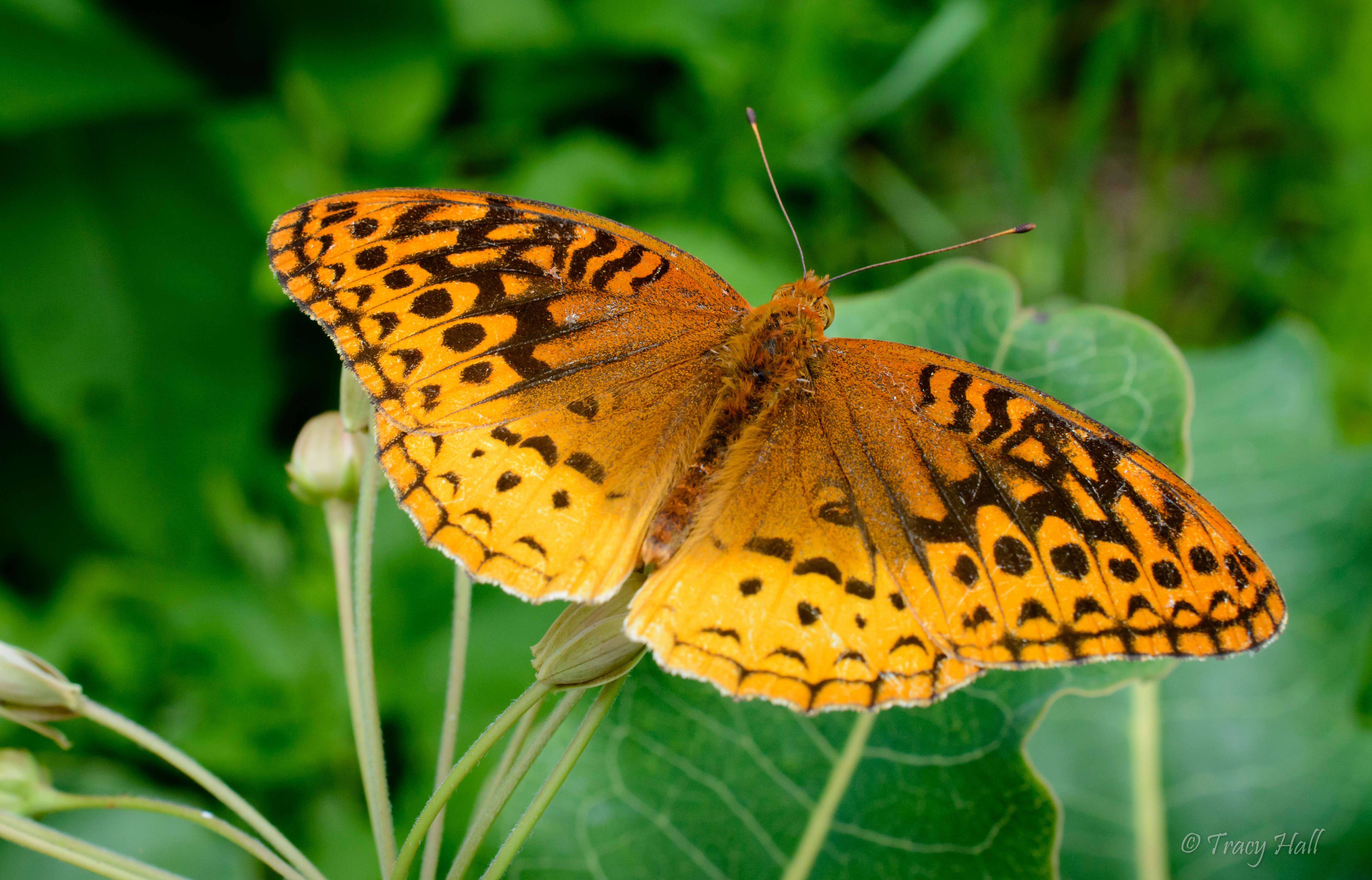 Image of Greater Fritillaries