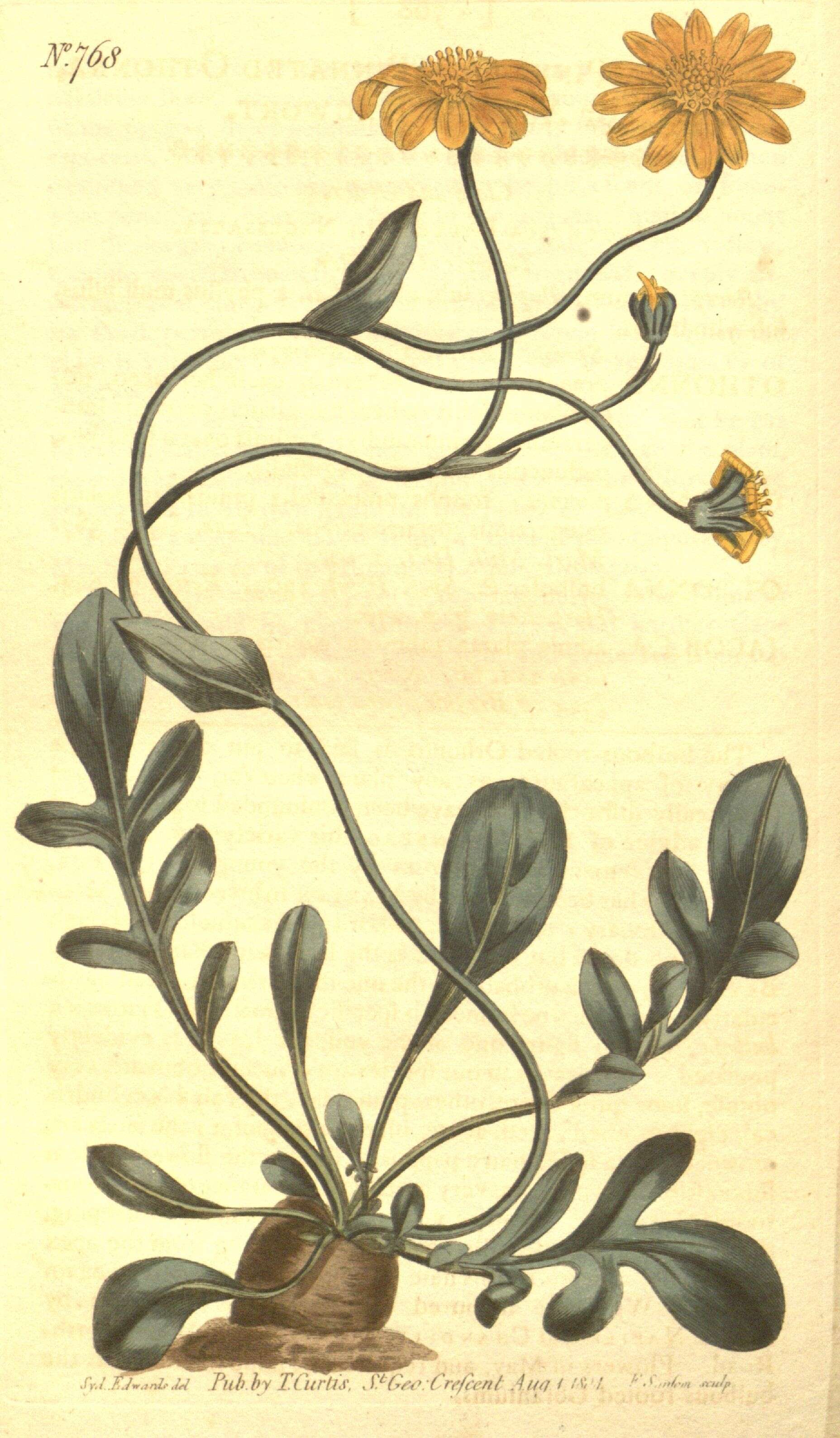 Image of Othonna pinnata L. fil.