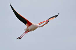 Imagem de Phoenicopterus Linnaeus 1758