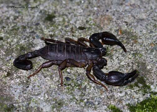 Euscorpiidae resmi