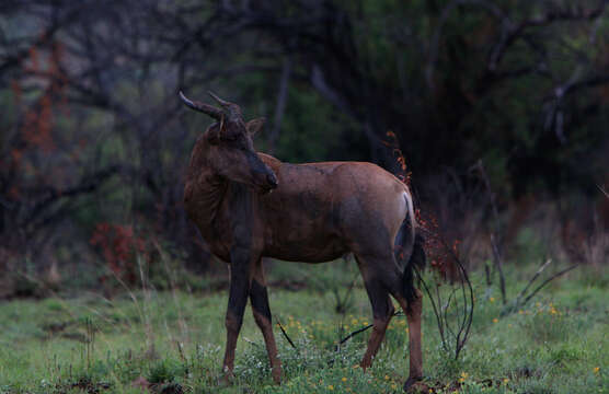 Imagem de Damaliscus lunatus (Burchell 1823)