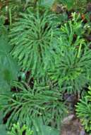 Image of Dendrolycopodium