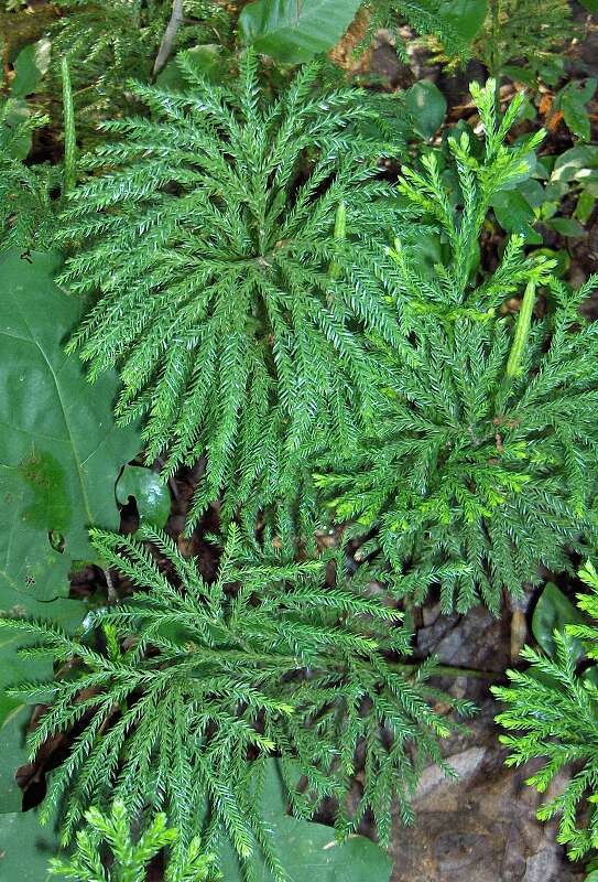 Imagem de Dendrolycopodium obscurum (L.) A. Haines