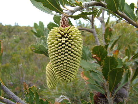 Image of Pimelea lehmanniana Meissn.