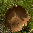 Image of Lycoperdon utriforme Bull. 1791