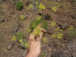 Image of Wyeth biscuitroot