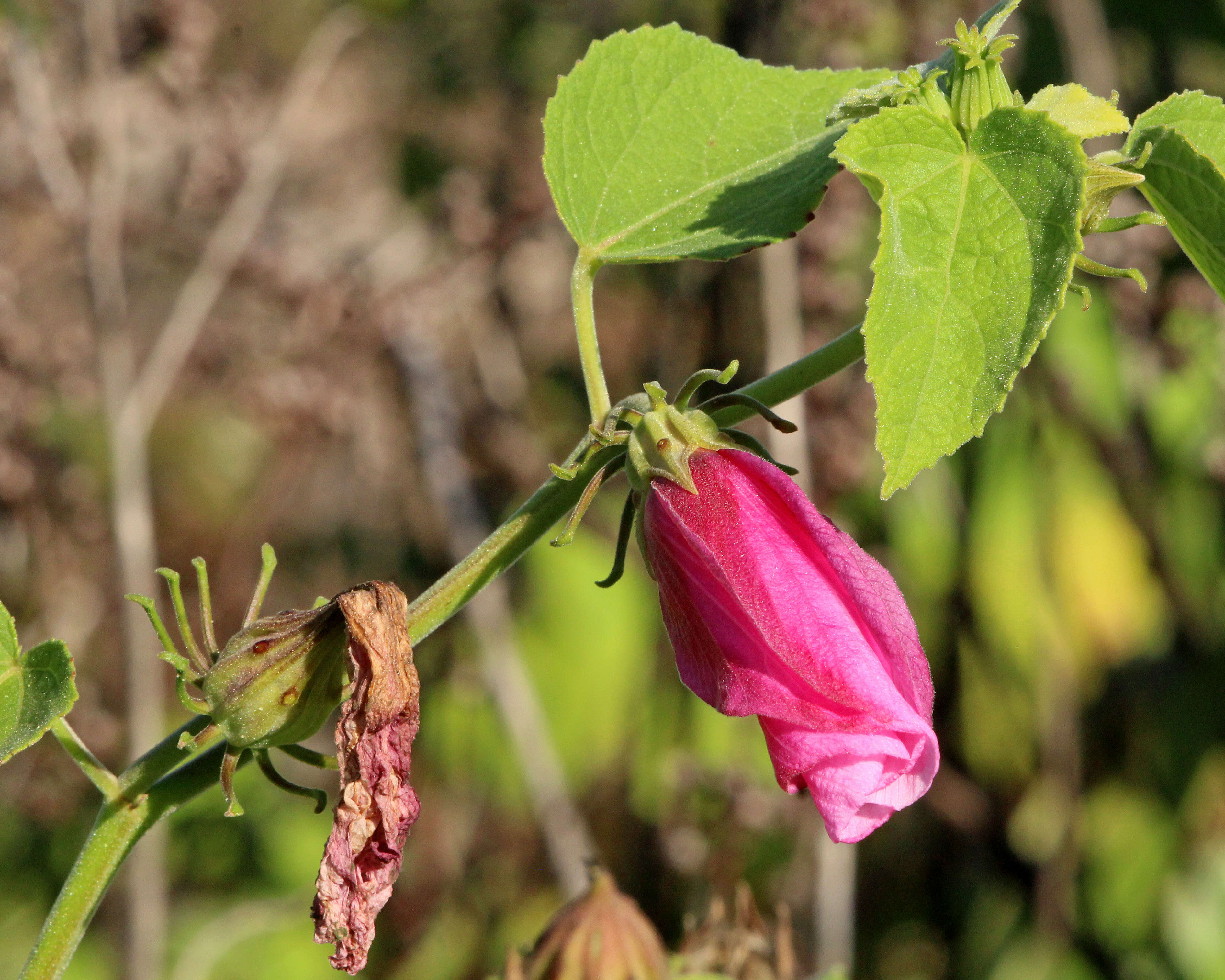 Sivun Hibiscus furcellatus Desr. kuva