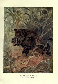 Image of Indian boar