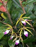 Imagem de Prosthechea brassavolae (Rchb. fil.) W. E. Higgins